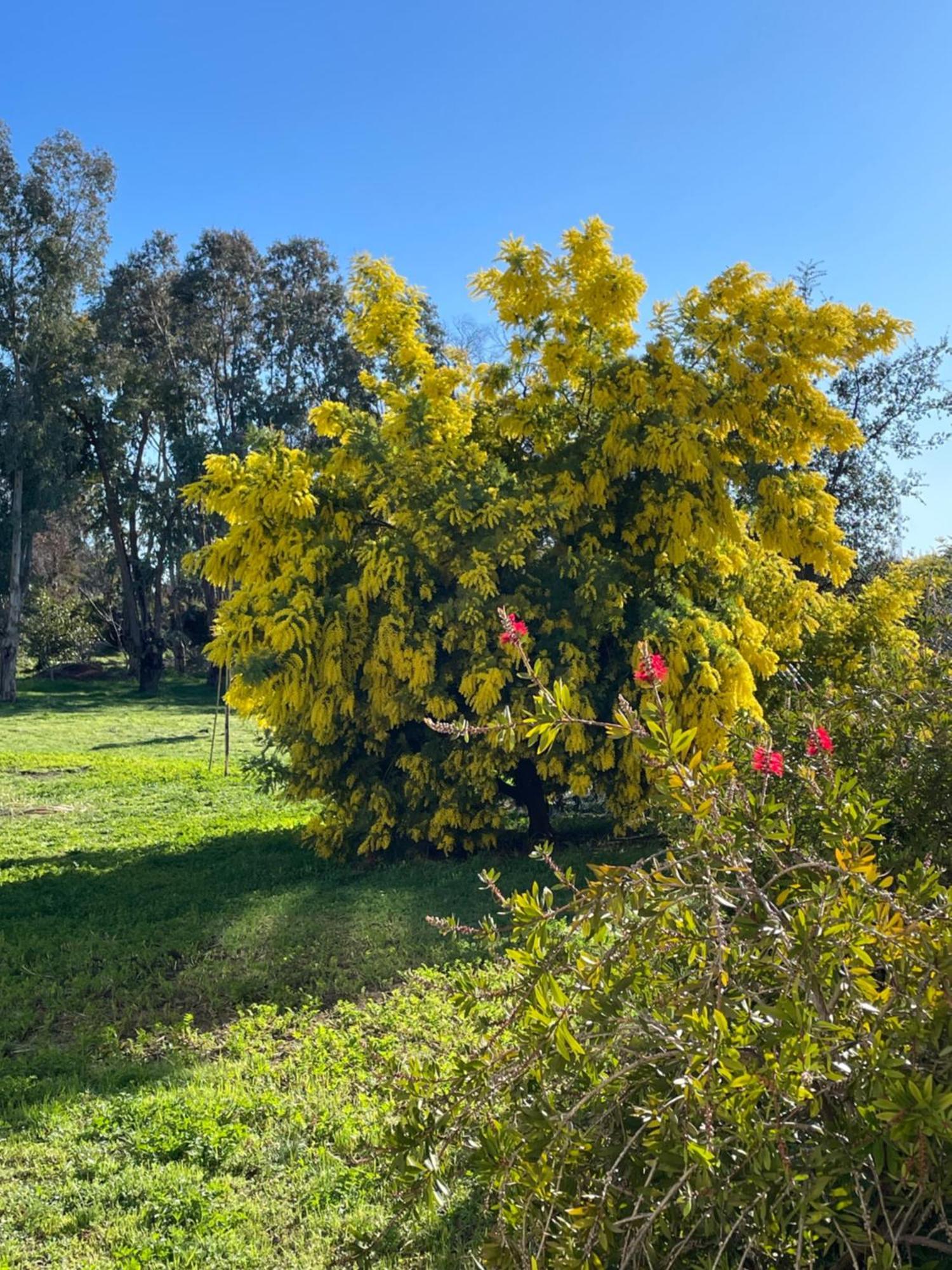 Chambre D'Hotes "La Bastide Des Eucalyptus" Antibes Buitenkant foto
