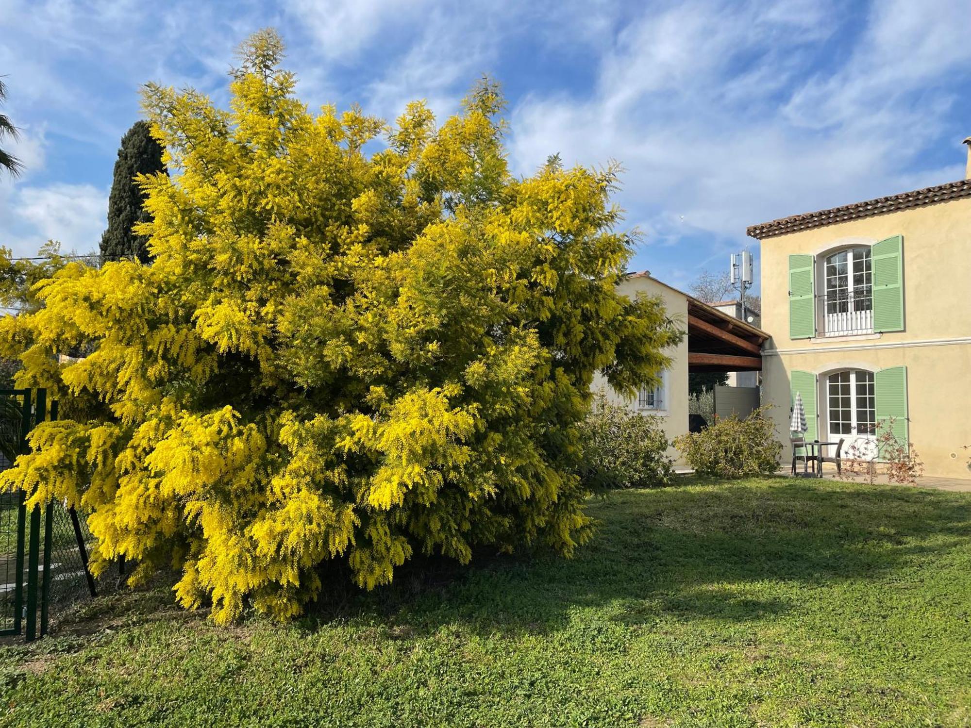 Chambre D'Hotes "La Bastide Des Eucalyptus" Antibes Buitenkant foto